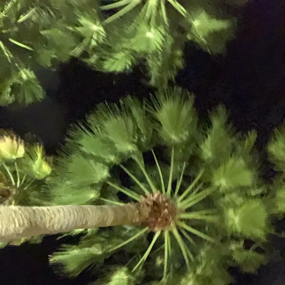 Meet your Posher, Pary’ce